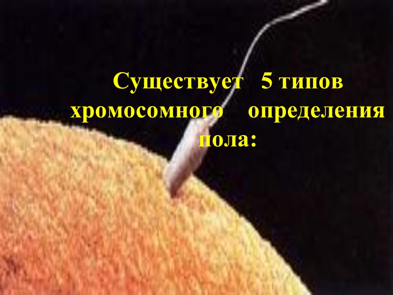 Существует   5 типов хромосомного    определения   пола: